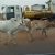 Group logo of South Sudan General Pastoralists Union